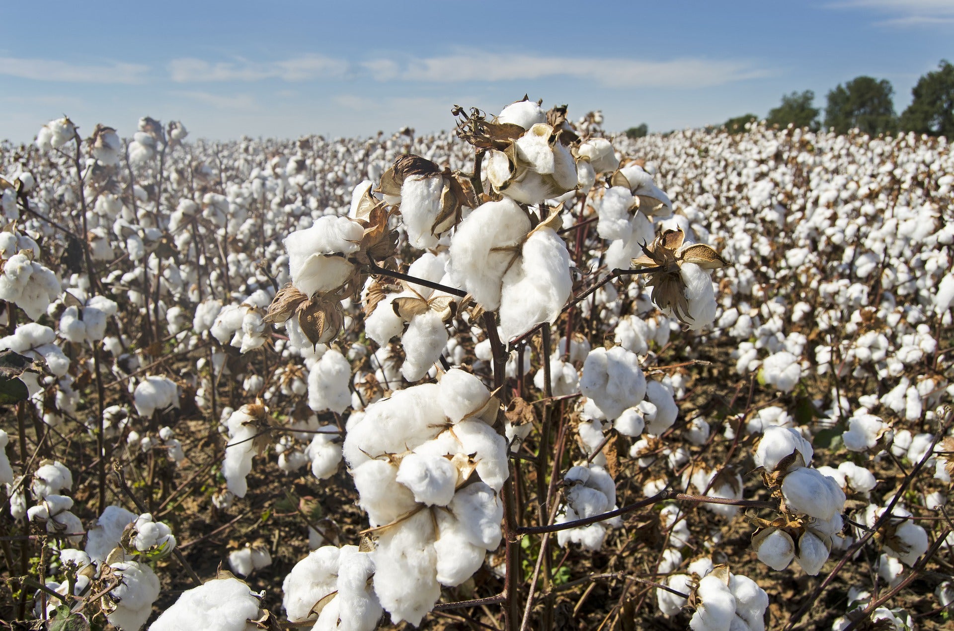What is the difference between Pima and Supima cotton clothes?
