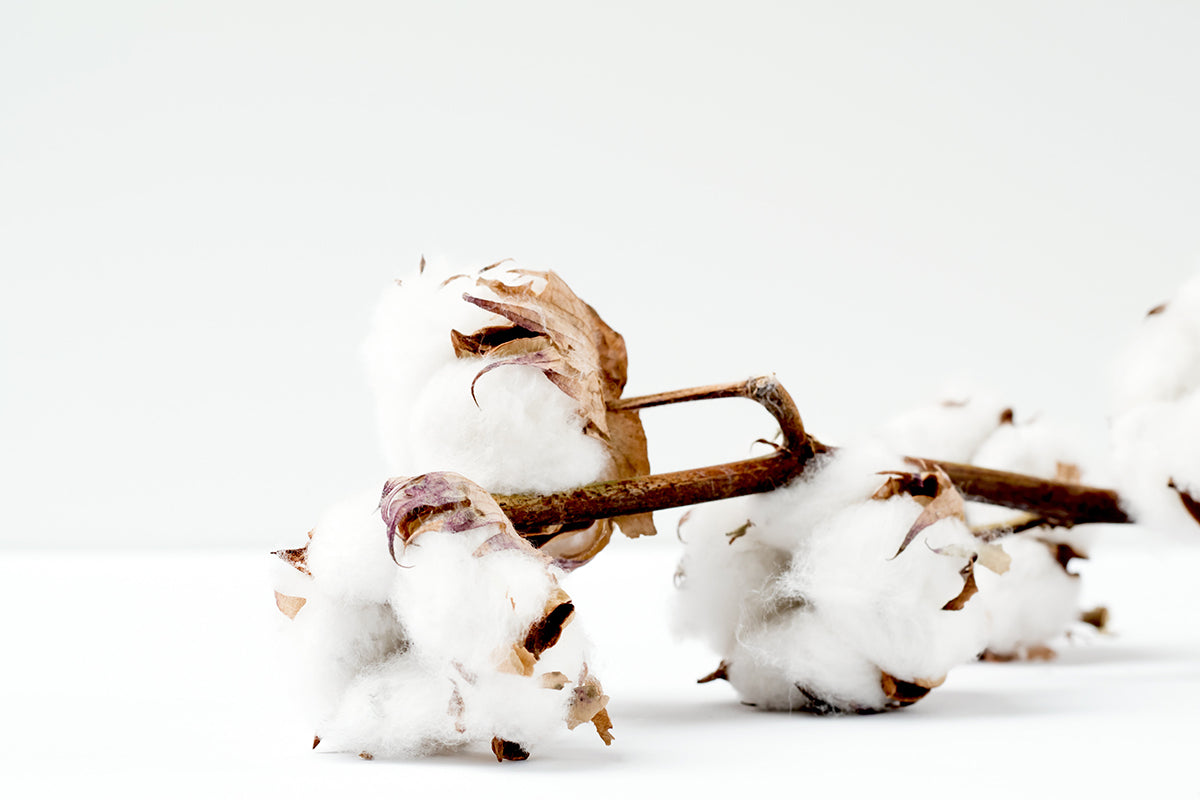 Close-up of a Pima cotton plant on a white background
